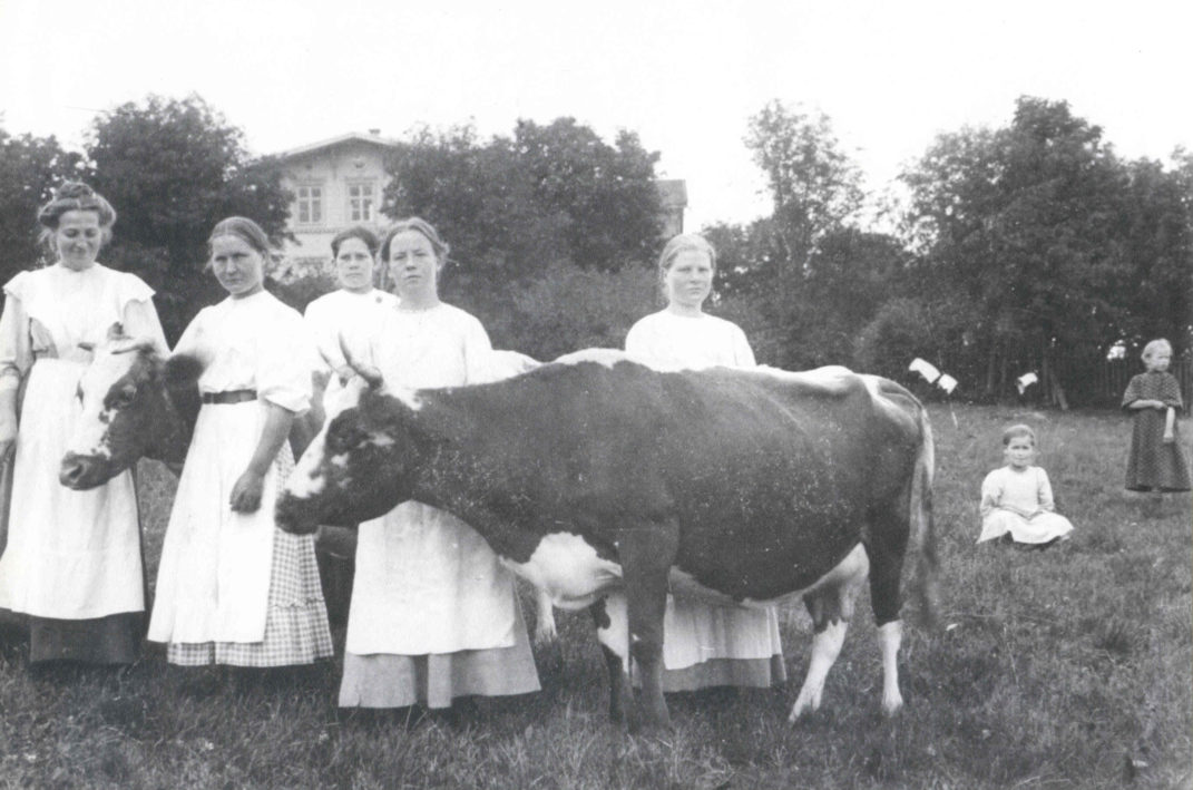 Lehmä ja viisi mekkopukuista ihmistä taustalla kartano.