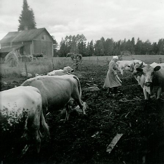 Lehmiä ja taustalla pieni puurakennus.