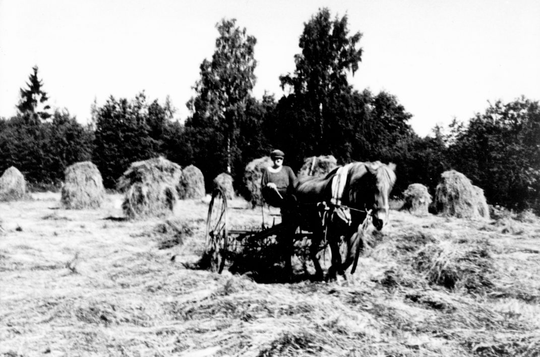 Heinäpelto jossa heinäseipäitä ja keskellä hevonen vetää työkonetta jonka kyydissä ihminen ohjastamassa hevosta.