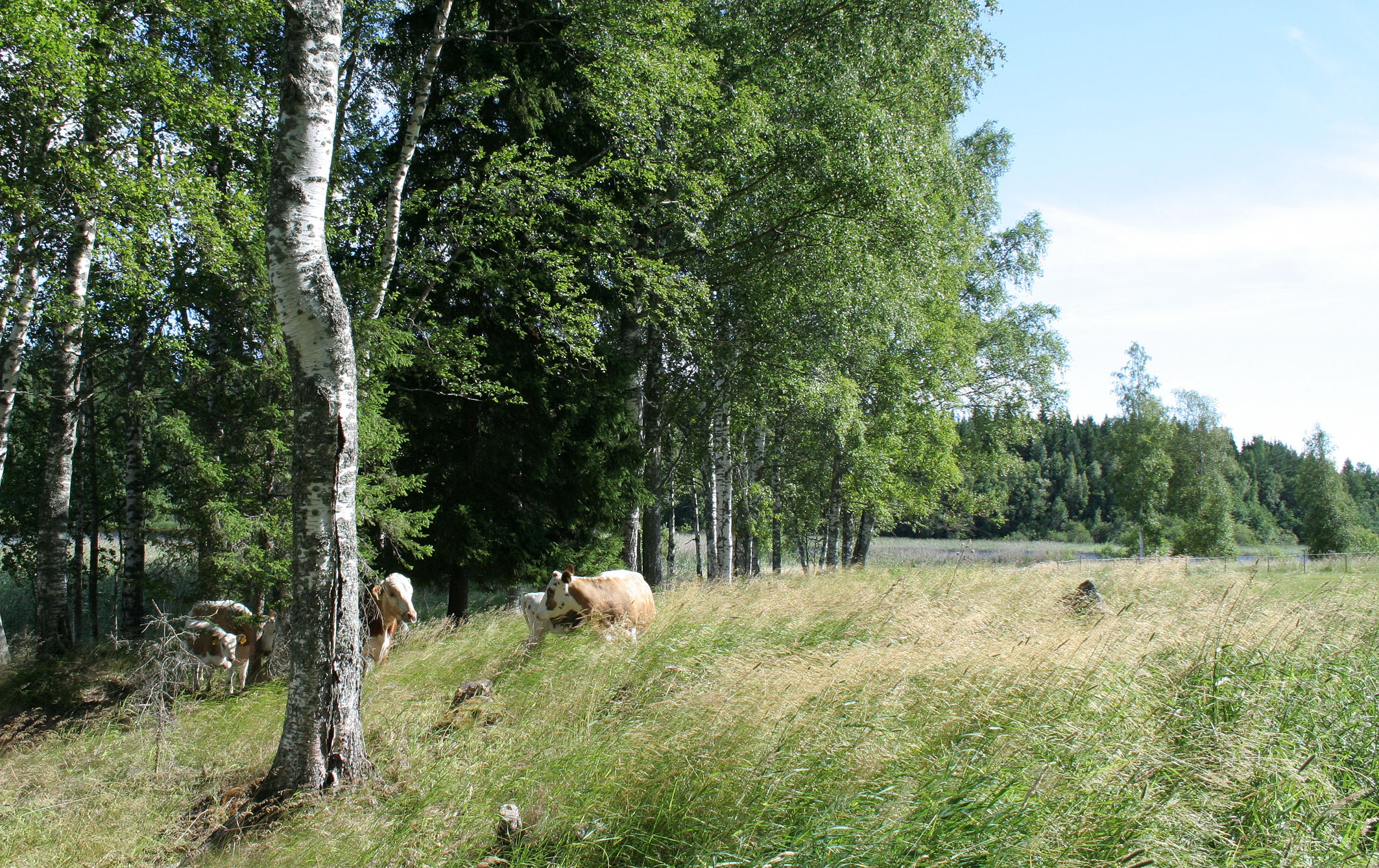 Lehmiä laitumella, jonka vasemmassa laidassa ja taustalla metsää.