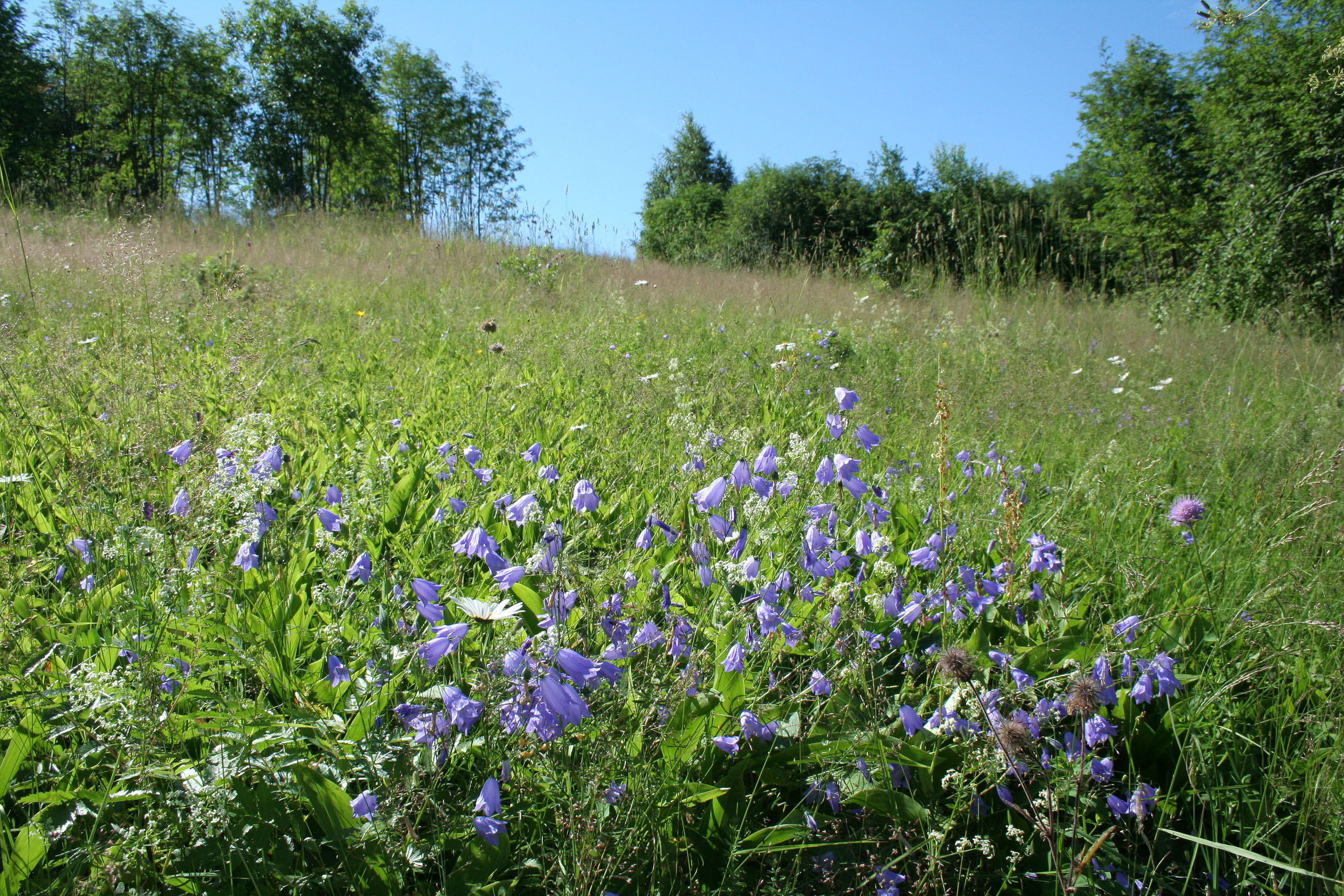 Niittyä, jonka taustalla metsää, etualalla sinisiä kukkia.
